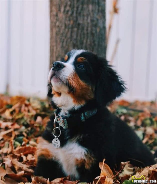 憨厚老实的大块头伯恩山犬,小时候原来也是软萌的好奇宝宝!