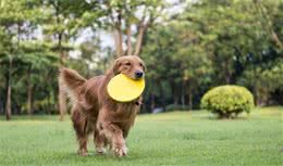 金毛犬吃什么补钙金毛犬最好的补钙食物