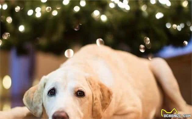 狗狗狂犬病的症状，以及预防方法，这些细节，主人不能掉以轻心