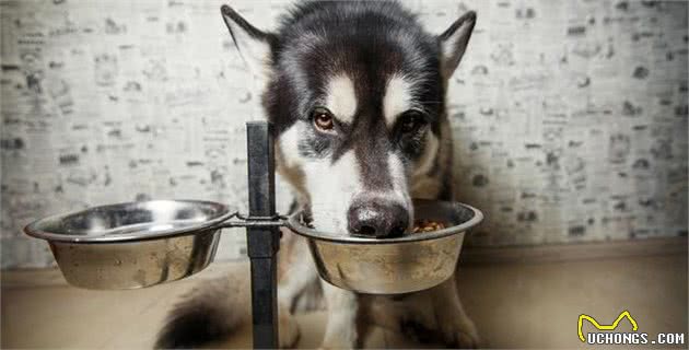 狗狗的食盆还能够保护颈椎，让食物更洁净？高架碗你听说过吗？