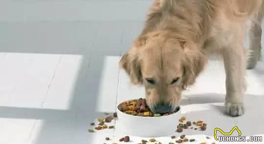 犬护食咬主人？用这几招来解决！