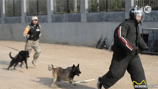 刚出生的德牧犬怎么养？新生德牧幼犬饲养注意事项