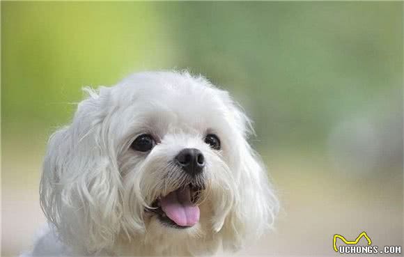 高颜值的马尔济斯犬，在豫备饲养之前，要考虑你的空余时间！