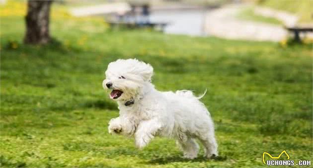 高颜值的马尔济斯犬，在豫备饲养之前，要考虑你的空余时间！