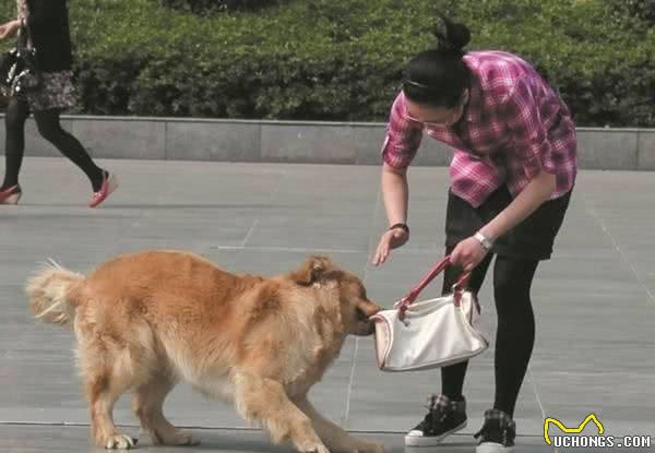 我家的狗不咬人！养狗的人在说这话的时候，一定得考虑清楚后果