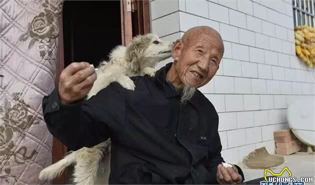 这5种小型犬，适合陪同长辈