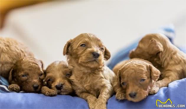 宠物养护知识：泰迪犬怀孕那些事，做好这四项工作，生出健康小泰迪犬