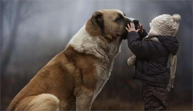 清点几种高人气的中大型犬