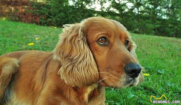 可卡犬为啥很少有人养？网友：想给自家狗子配种都没地儿配！