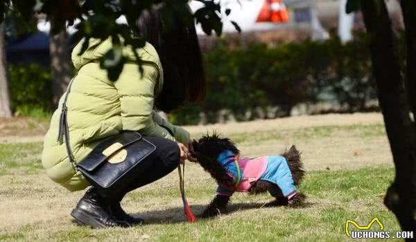 遛狗前要不要给犬喂食呢？最好是运动后半小时再给它吃！