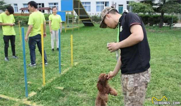 军犬是如何训练禁止和禁食?