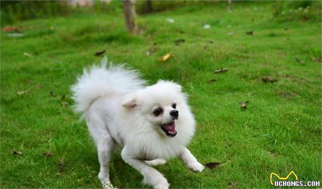 把握以下要点，分辨博美犬和银狐犬，其实不难！