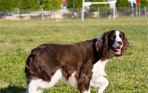 史宾格犬的品相史宾格犬的基本形态特点