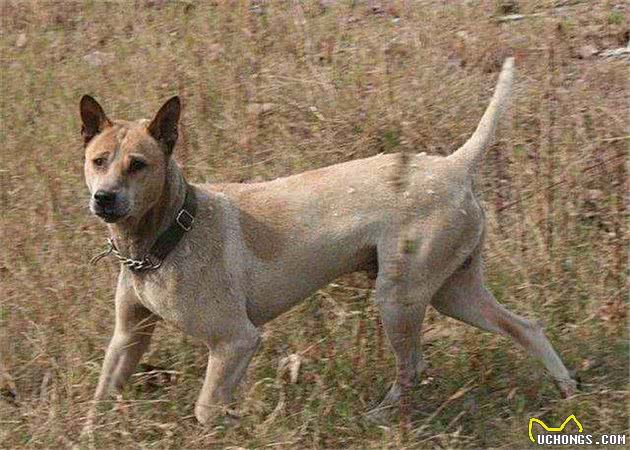 中国本土第一狩猎犬，不比杜高犬差，被国人忽视的箭毛！