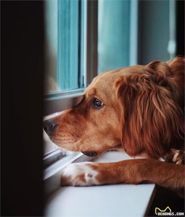 狗狗怎么拍？把握这几点，拍出如此生动的狗狗不是难事！