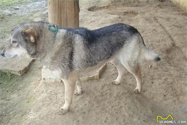 全国各地土狗大集合，你有见过这些快灭绝的中华田园犬吗？