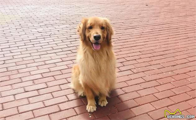 改善狗狗的饮食，自制犬粮的做法，金毛犬多多的日常餐