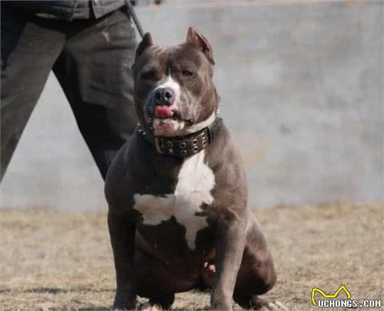 世界上被长相出卖的最厉害的狗，美国恶霸犬：我很善良的好不好