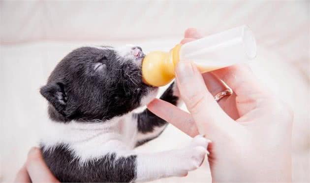 如何正确给犬喂食羊奶粉？把握这几个小诀窍