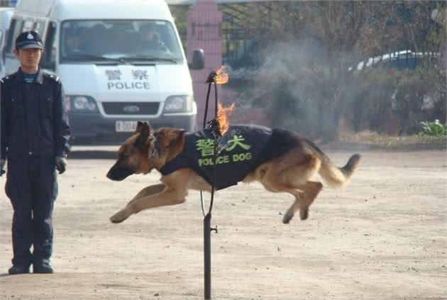 救援缉毒样样在行，原来警犬是这样炼成的