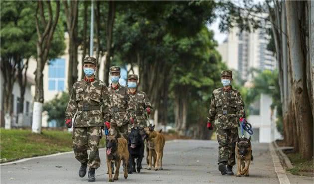 走进军犬训练班丨“无言战友”的日常训练原来是酱紫的