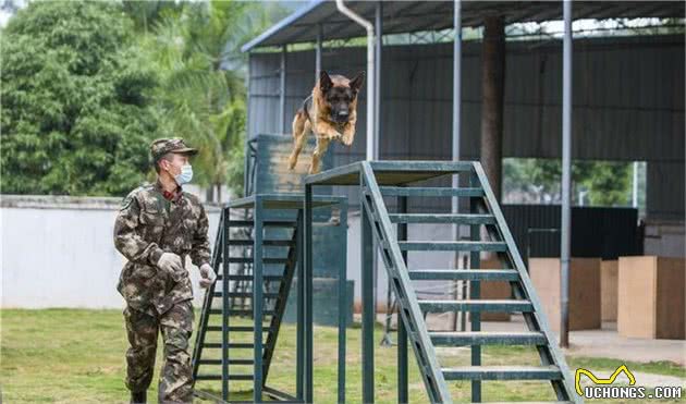 走进军犬训练班丨“无言战友”的日常训练原来是酱紫的