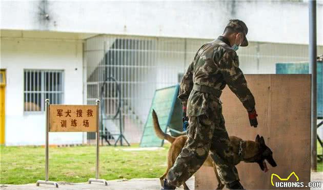 走进军犬训练班丨“无言战友”的日常训练原来是酱紫的