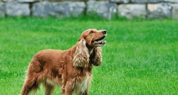 带你走近可卡犬！