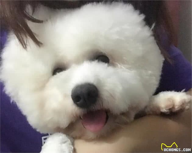 犬粮怎么选择看这里