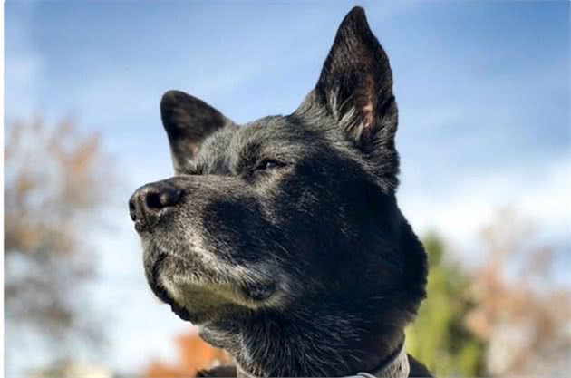 癌症离小动物不远了，救援犬因身患癌症离世，只因错过救命药