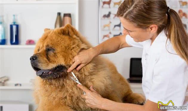 中国十大犬种之松狮犬