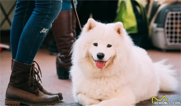 雪橇三傻、微笑天使洁白的萨摩耶犬、