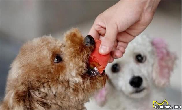 贵宾犬有泪痕怎么办？不必担忧，这些办法帮到你