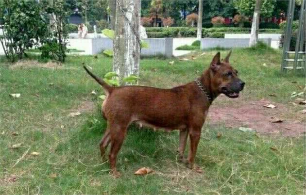 距今已有二千多年历史的中华猛犬，它天生就是狩猎好手！