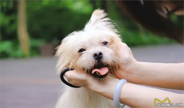 如何使犬毛长得又快又好？