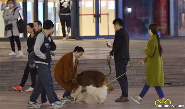 一只礼貌、友好的家庭宠物犬在六月龄之前应当完成这些基础训练