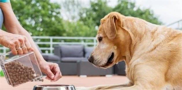 饲养金毛犬的必备知识，早看早知道