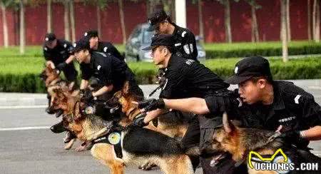 一分钟告诉你军犬和警犬的区别在哪！