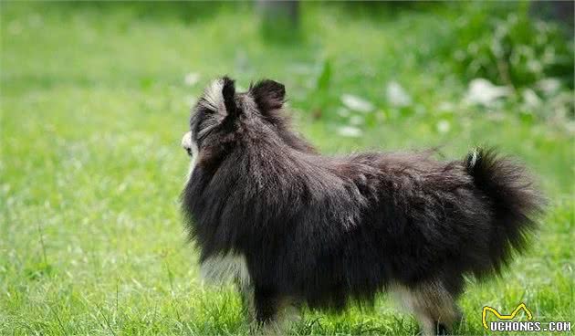 毛绒小动物，时尚界宠物-博美犬，缘何今天这样受欢迎