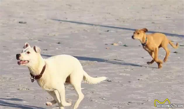 解决狗狗的五大心理因素，成为训犬高手！