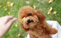 犬毛发不好？不放试试这5种美毛食材，一般家庭都有！