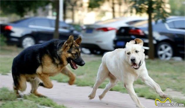 爱犬的不良的行为及纠正，知道这些方法，你的爱犬也能乖乖听话