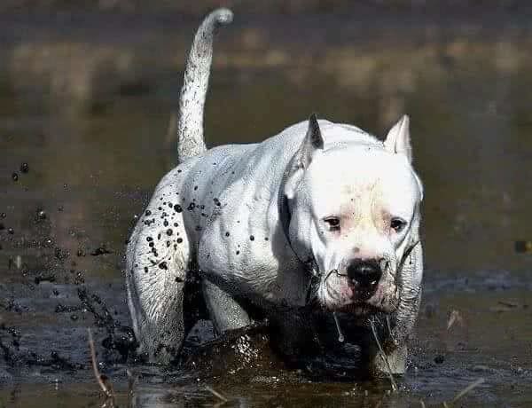 护卫犬要粗壮有震撼力，不战而屈人之兵，猎犬则需要流畅结构