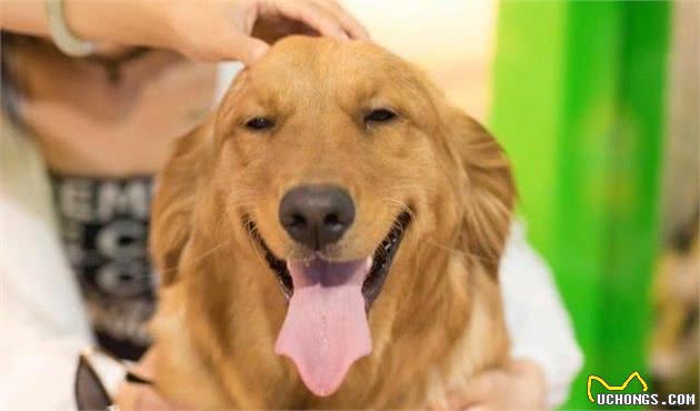 犬护食行为太可怕，几招轻松改掉！