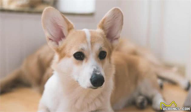 犬护食行为太可怕，几招轻松改掉！