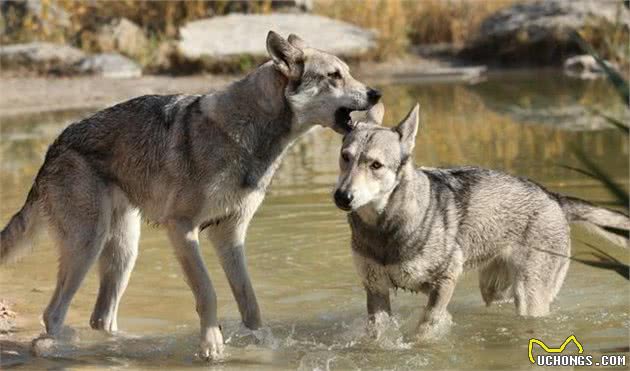 母犬生殖道功能异常的几种表现及应对措施