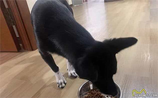 辟谣，米饭能替换犬粮成犬类主食？不能，犬消化淀粉存在缺陷