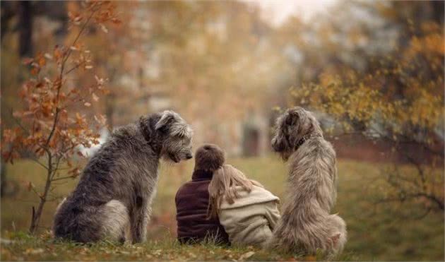 饲养一只大型犬的第一课，给它训练的时间和方法，唤回训练是重点