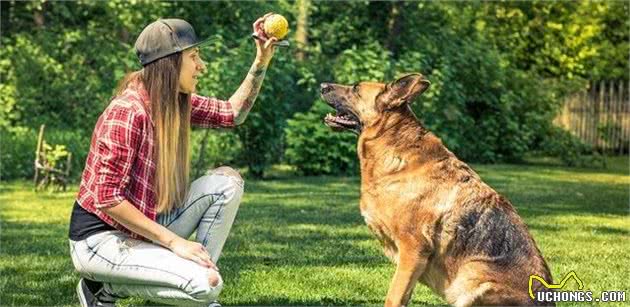 饲养一只大型犬的第一课，给它训练的时间和方法，唤回训练是重点