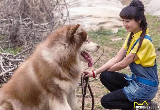 狗狗夏季易食欲不振，原因主要有这3个方面